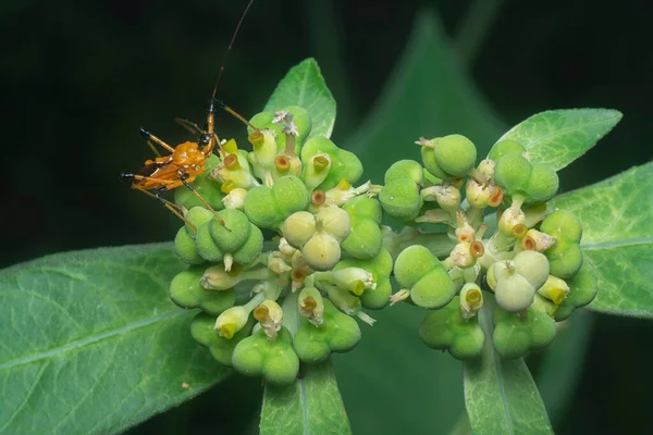 Zblízka Záběr Divoké Euphorbia Heterophylla Plevele — Stock fotografie