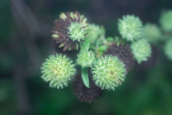 Κοντινό Πλάνο Του Φυτού Hyptis Capitata — Φωτογραφία Αρχείου