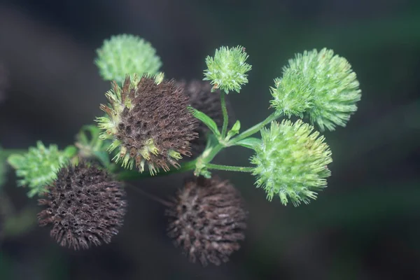 Tiro Perto Erva Hyptis Capitata — Fotografia de Stock