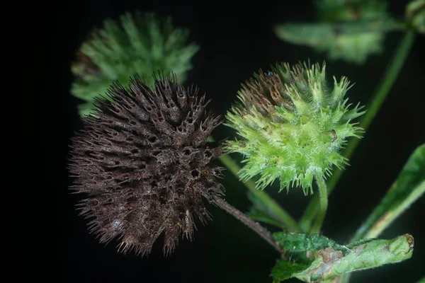 Tiro Perto Erva Hyptis Capitata — Fotografia de Stock