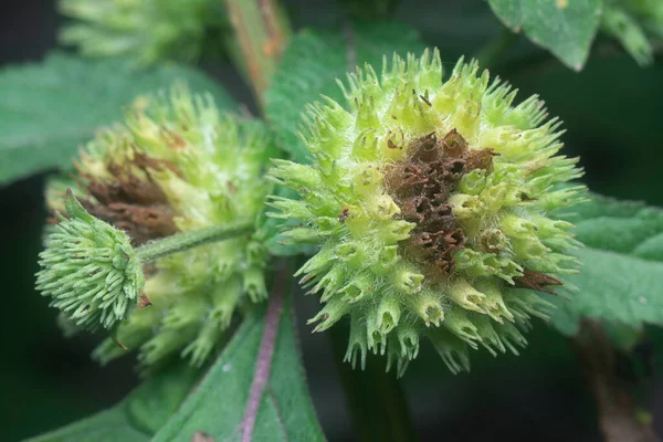 Nahaufnahme Des Unkrauts Hyptis Capitata — Stockfoto