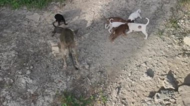 Yavru köpekler çiftlikte beslenme zamanı..