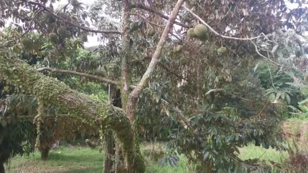 Πολλά Φρούτα Durio Κρέμονται Στα Κλαδιά Των Δέντρων — Αρχείο Βίντεο