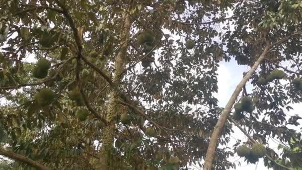 Ağaç Dallarında Bir Sürü Durio Meyvesi Asılı — Stok video