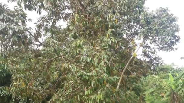 Wiele Owoców Durio Wiszących Gałęziach Drzew — Wideo stockowe