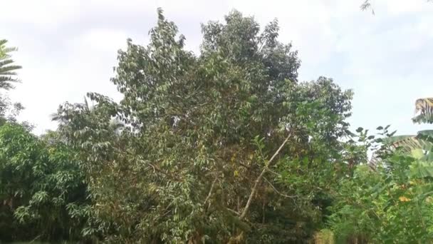 Nombreux Fruits Durio Suspendus Sur Les Branches Des Arbres — Video