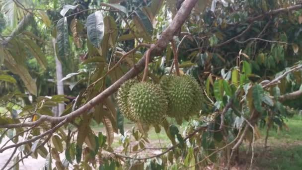 Many Durio Fruits Hanging Tree Branches — Stock Video