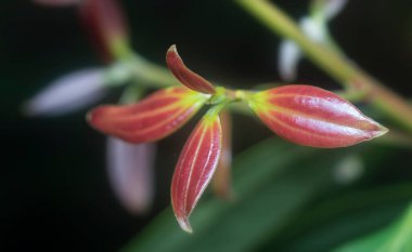 Yabani tarçın inerlerin yakın çekimi.