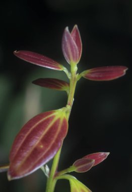 Yabani tarçın inerlerin yakın çekimi.