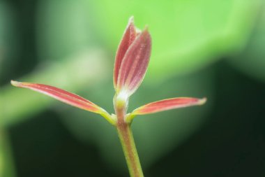 Yabani tarçın inerlerin yakın çekimi.
