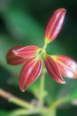 Yabani tarçın inerlerin yakın çekimi.