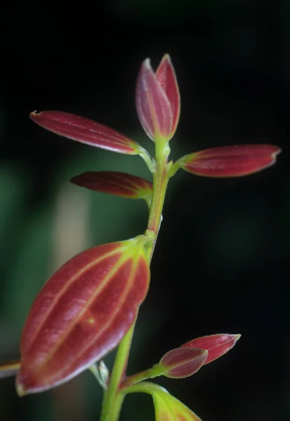 Gros Plan Sauvage Cinnamomum Iners Pousses — Photo