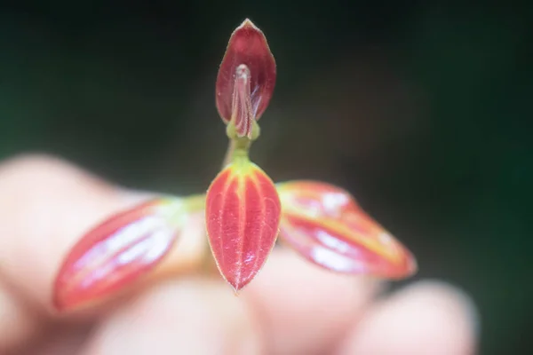 Close Shot Van Wilde Kaneel Iners Scheuten — Stockfoto