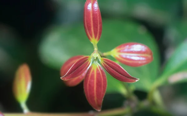 Colpo Ravvicinato Dei Germogli Selvatici Cinnamomum Iners — Foto Stock