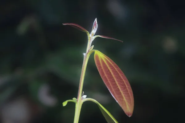 Tiro Cerca Los Brotes Iners Canela Silvestre —  Fotos de Stock