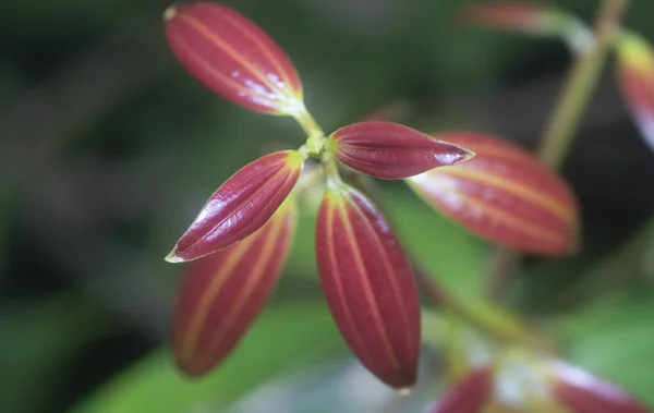 Colpo Ravvicinato Dei Germogli Selvatici Cinnamomum Iners — Foto Stock