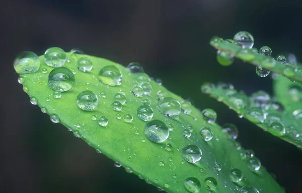 Närbild Dropparna Euphorbia Milii Kronblad — Stockfoto