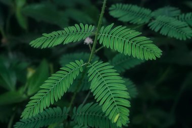 Mimoza pudika yapraklarının yakın çekimi.