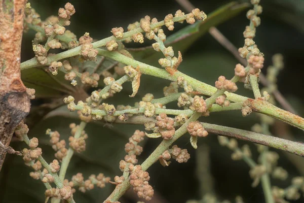 Close Shot Unknown Mallotus Species Tiny Flora — Stock Photo, Image