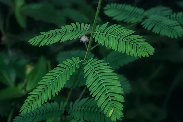 Mimoza pudika yapraklarının yakın çekimi.