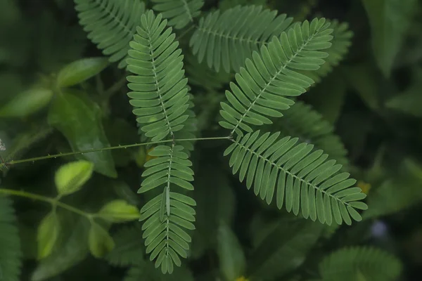 Mimoza pudika yapraklarının yakın çekimi.