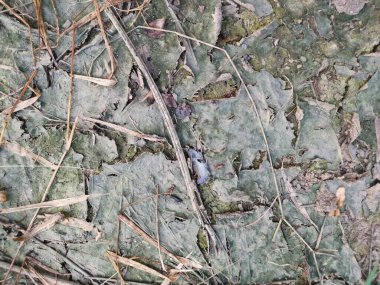 Kuraklık nedeniyle yüzey çatlağı.