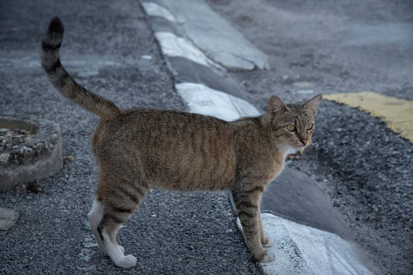 セメント舗装道路を猫が歩き回っています — ストック写真