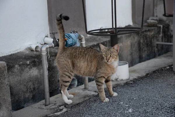 セメント舗装道路を猫が歩き回っています — ストック写真