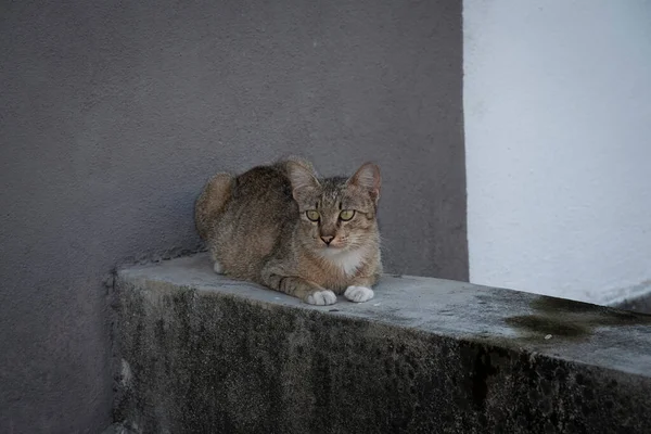 Gato Merodeando Largo Calle Cemento Pavimento — Foto de Stock