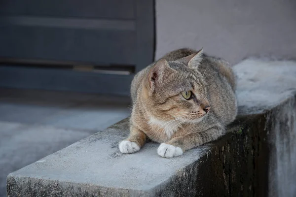 cat loitering along the cement pavement street.