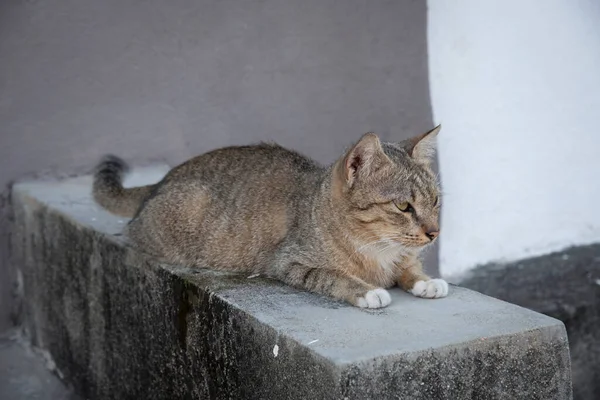 Gatto Gironzolare Lungo Strada Marciapiede Cemento — Foto Stock