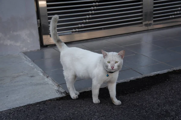 cat loitering along the cement pavement street.