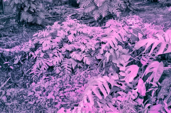 Yabani Sürünen Canavar Bitkisinin Kızılötesi Görüntüsü — Stok fotoğraf
