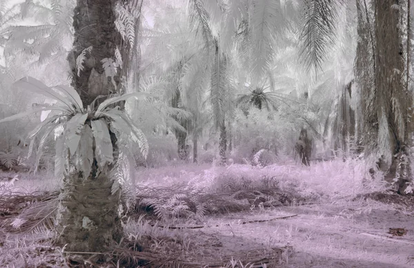 Инфракрасное Изображение Сцены Пальмовой Фермой — стоковое фото