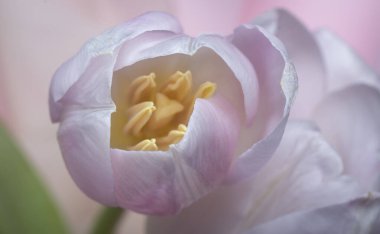 Pembe lale çiçeğinin yakın çekimi.
