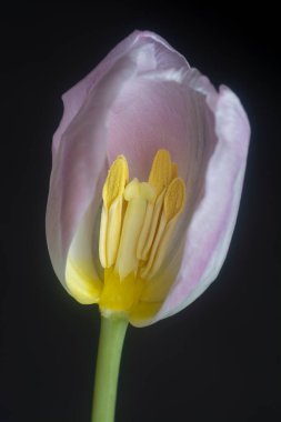 Pembe lale çiçeğinin yakın çekimi.