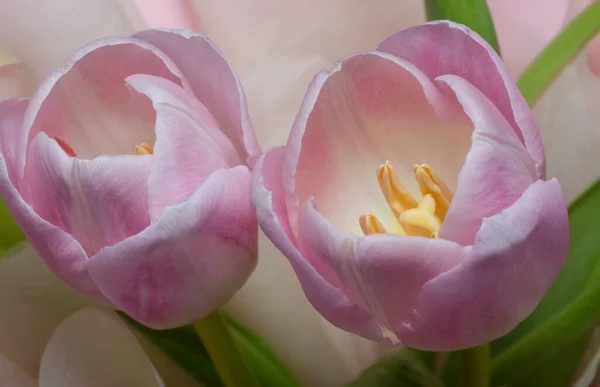 Tiro Perto Flor Tulipa Rosa — Fotografia de Stock