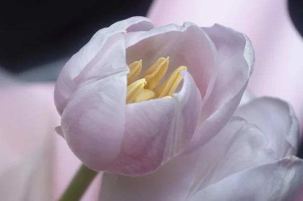 Nahaufnahme Der Rosa Tulpenblüte — Stockfoto