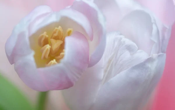 Снимок Цветка Розового Тюльпана — стоковое фото