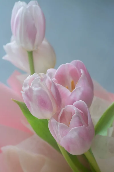 Tiro Cerca Flor Tulipán Rosa —  Fotos de Stock