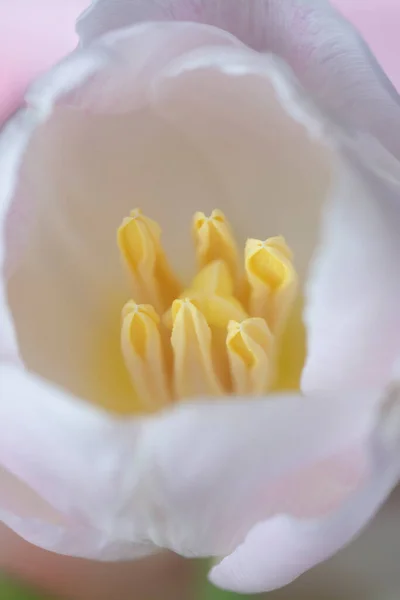 粉红郁金香花的近照 — 图库照片
