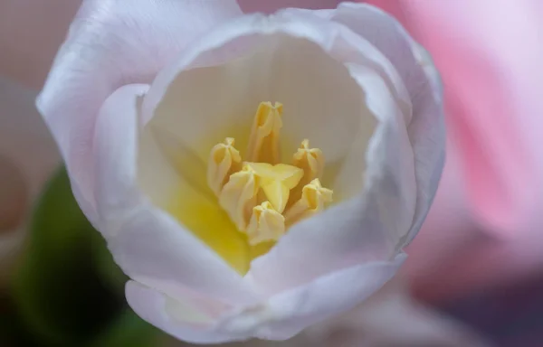 粉红郁金香花的近照 — 图库照片