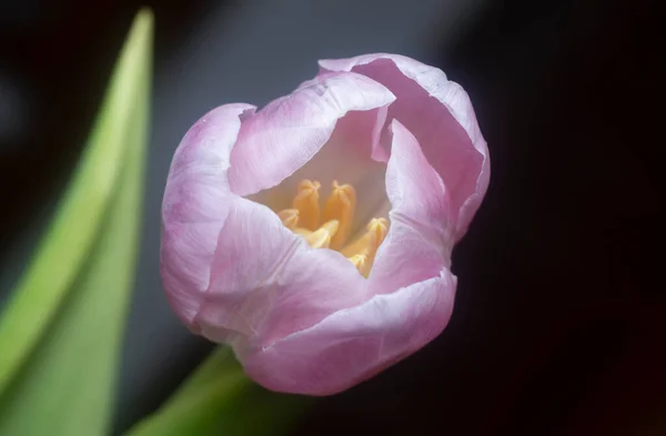 Nahaufnahme Der Rosa Tulpenblüte — Stockfoto