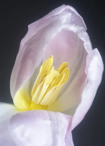 粉红郁金香花的近照 — 图库照片