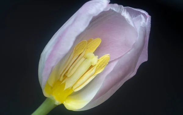 Nahaufnahme Der Rosa Tulpenblüte — Stockfoto