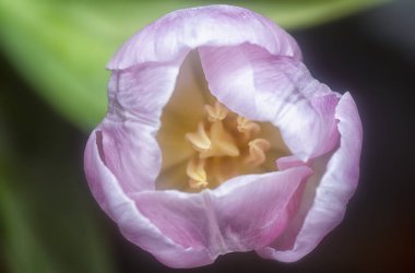 Pembe lale çiçeğinin yakın çekimi.