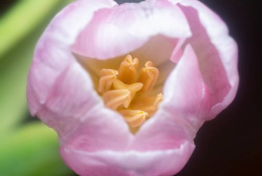 Pembe lale çiçeğinin yakın çekimi.