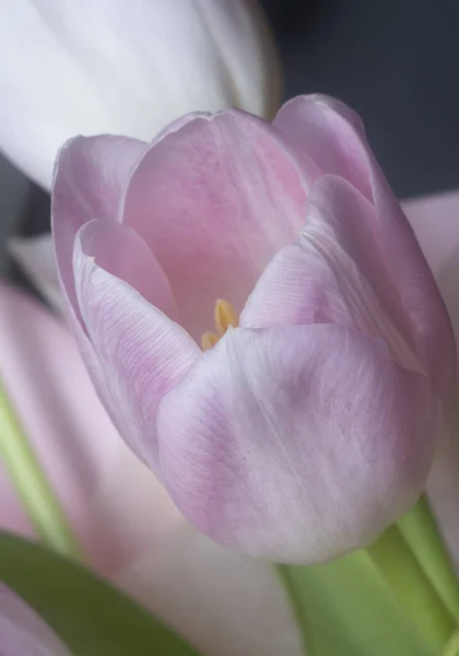 Nahaufnahme Der Rosa Tulpenblüte — Stockfoto