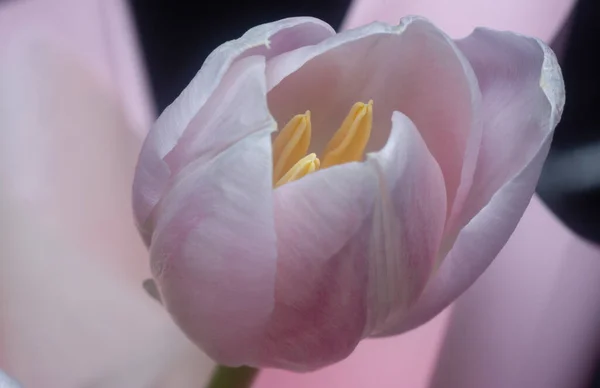 Nahaufnahme Der Rosa Tulpenblüte — Stockfoto