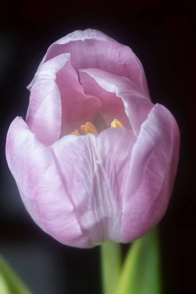 Bliskie Ujęcie Różowego Kwiatu Tulipana — Zdjęcie stockowe